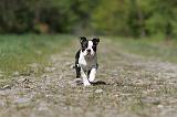 BOSTON TERRIER 197
